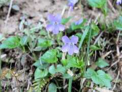 botanic.jp Tasumi
