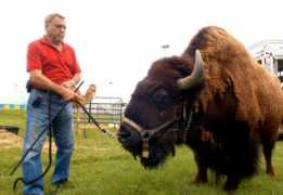 Tatanka