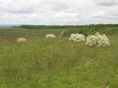 botany.cz Tataria