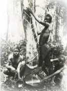 brazza.culture.fr Tataruga