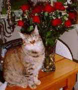 pethospice.org Tatian