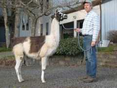 springcreekllamas.com Tatouine