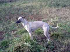 animalstalk.fi Tatsi
