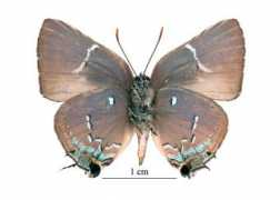 Taua