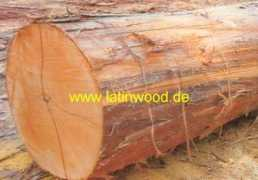 latinwood.de Tauari