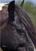 gypsymvp.com Taufin