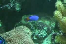 reeflex.net Taupou