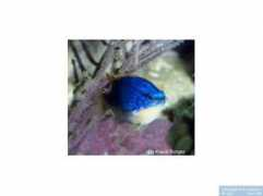 reeflex.net Taupou