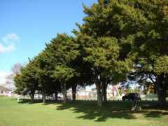 nzhistory.net.nz Tauranga