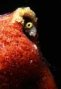 wrecksandreefs.com Taviana