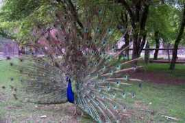 Tavus