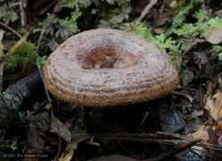 Tawai
