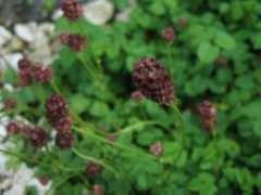 botanic.jp Taware