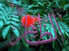 Tawwab