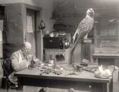 Taxidermist