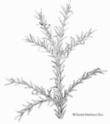 botanical-online.com Taxina