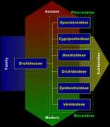 orchidenthusia.com Taxon