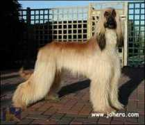 afghans4u.de Tayha
