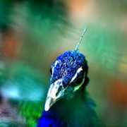 Taymaz