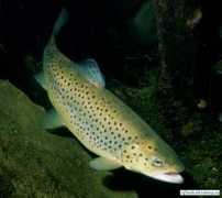 baikalfishing.ru Taymen