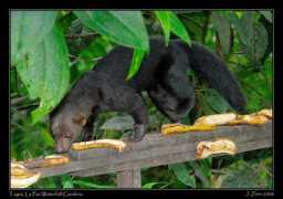Tayra