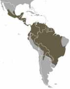 Tayra