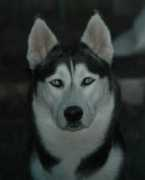 Tazer