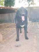 Tbone