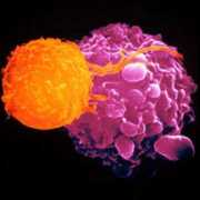 Tcell