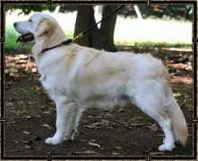 montegogoldens.com Tchan