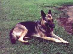 petbrazil.com.br Tcharles