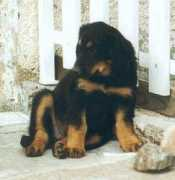 yolande.baliko.free.fr Tcharly