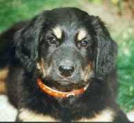 yolande.baliko.free.fr Tcharly