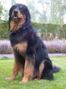 yolande.baliko.free.fr Tcharly