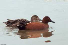 Teals