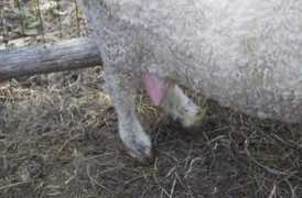 Teat