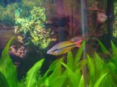 badmanstropicalfish.com Tebera