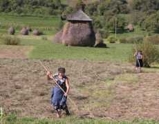 hayinart.com Tedding