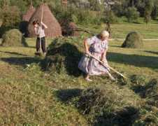 hayinart.com Tedding