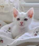 Teegan