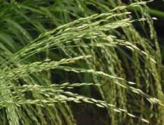 Teff