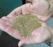Teff