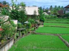 Tegal