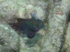 .airnet.ne.jp Teguri