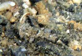 spitz.sakura.ne.jp Teguri