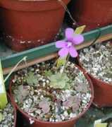 pinguicula.org Tehuacan