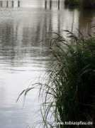 Teich