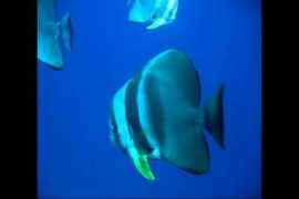 reeflex.net Teira