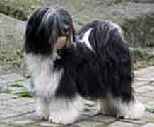 tibetanna.dk Teirrah