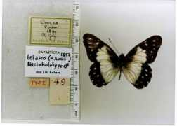 butterfliesofamerica.com Telasco
